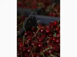 Зображення для оголошення КУПУЮ вишню садову опт від 10 тонн