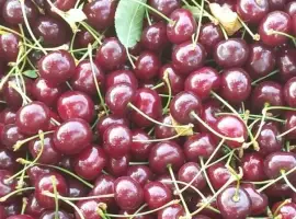 Зображення для оголошення Продам вишню садову