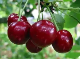 Зображення для оголошення Куплю вишню оптом