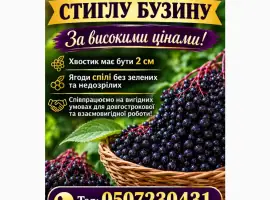 Зображення для оголошення Закуповуємо спілі ягоди бузини.Запрошуємо до співпраці