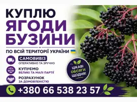 Зображення для оголошення Купуємо Бузину