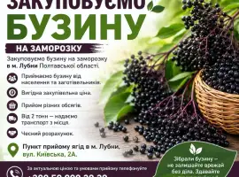Зображення для оголошення Купуємо бузину на заморозку