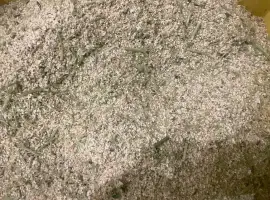 Зображення для оголошення Продам цвіт бузини