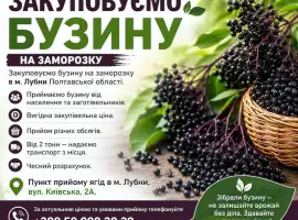 Зображення для оголошення Приймаємо бузину на заморозку