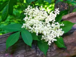 Зображення для оголошення Куплю цвіт бузини