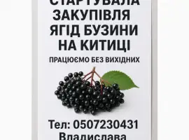 Зображення для оголошення Закупівля бузини