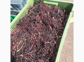 Зображення для оголошення Бузина.Закупка