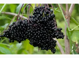 Зображення для оголошення Бузина куплю