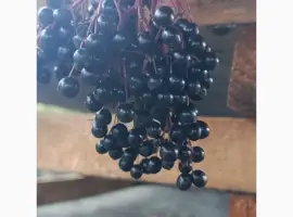 Зображення для оголошення Куплю ягоди чорної бузини