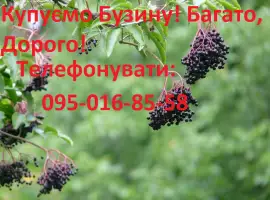 Зображення для оголошення Покупаем бузину опт