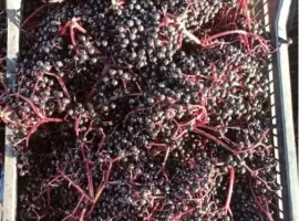 Зображення для оголошення Продаю свіжу ягоду бузини