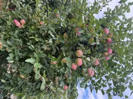 Зображення для оголошення Продам яблука Слава Переможцям