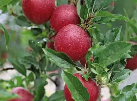 Зображення для оголошення Продам яблука