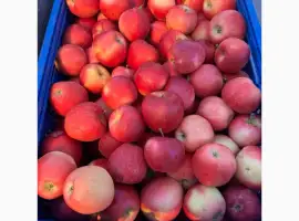 Зображення для оголошення Продам яблука «Гала Маст»