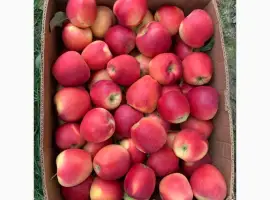 Зображення для оголошення Продам яблука з молодого саду сорт Гала Маст