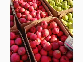 Зображення для оголошення Продам яблука оптом від виробника