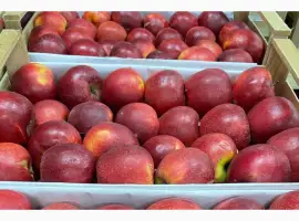 Зображення для оголошення Продам яблука Чорний Принц