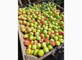 Зображення для оголошення Продам Яблука Селеста