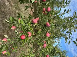 Зображення для оголошення Продаж яблук Слава