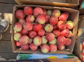 Зображення для оголошення Продаж Слава шкільне яблуко оптом з саду