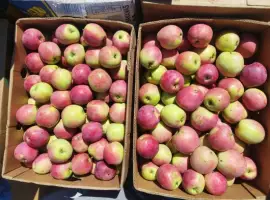 Зображення для оголошення Продам яблука сорту Слава Переможцям