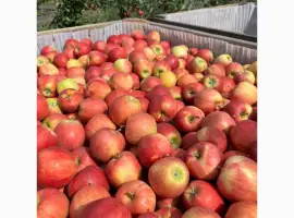 Зображення для оголошення Продам яблуко Гала Шніко-ред