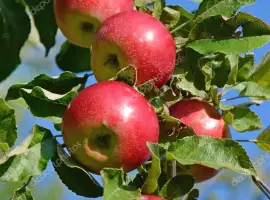 Зображення для оголошення Куплю яблоко на постоянный основе