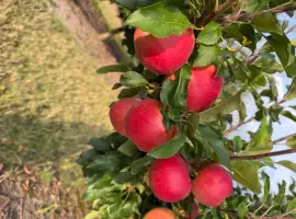 Зображення для оголошення Продам сортове яблуко Гала Маст