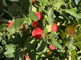 Зображення для оголошення Продам галу маст