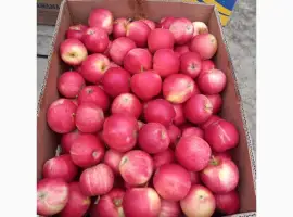 Зображення для оголошення Продам яблуко Гала Роял