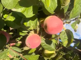 Зображення для оголошення Продам славу