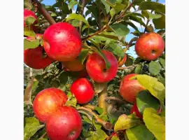 Зображення для оголошення Продам яблука
