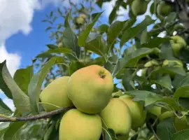 Зображення для оголошення Продам Голден