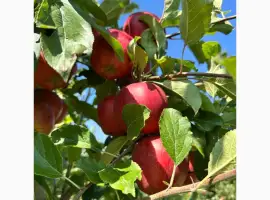 Зображення для оголошення Продам яблуко осіннє Гала Шніга Ред та зимове різних сортів товарного вигляду