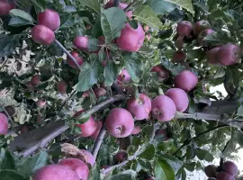 Зображення для оголошення Продам яблука Осінні