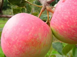 Зображення для оголошення Продам яблука оптом Слава Перемоги