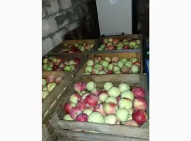 Зображення для оголошення Продам яблука слава калибр 7+ и 8