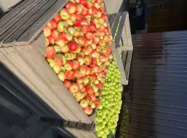Зображення для оголошення Продам яблуко Рубінола