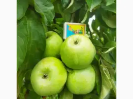 Зображення для оголошення Продам яблука