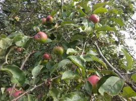 Зображення для оголошення Яблоки на сок куплю дорого