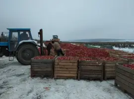 Зображення для оголошення Яблука на сік