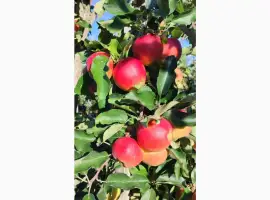 Зображення для оголошення Продам яблука сорт Гала Маст