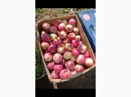 Зображення для оголошення Продаж яблук Слава переможцям