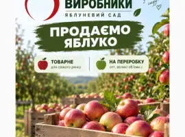 Зображення для оголошення Продаємо яблуко товарне та на переробку Черкаська обл