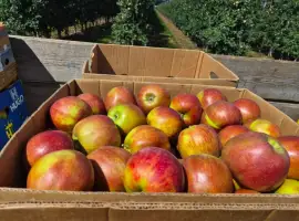 Зображення для оголошення Продам яблука різних сортів