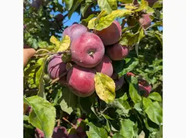 Зображення для оголошення Продам яблуко сорту Ліберті