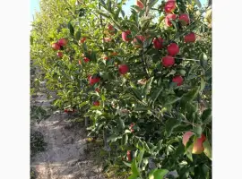 Зображення для оголошення Продам яблука