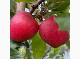 Зображення для оголошення Продамо свіжий урожай яблук сорту «Гала» 2026 року із власного саду