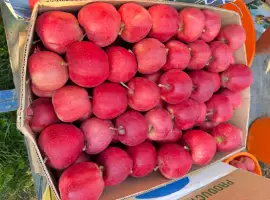 Зображення для оголошення Продам яблоко