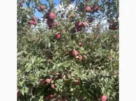 Зображення для оголошення Продам яблука Гала Голден Джеромін